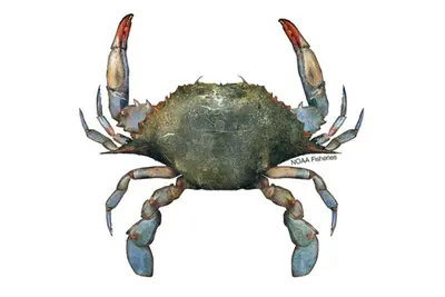 640x427-Crab_Blue_NB_W meme template