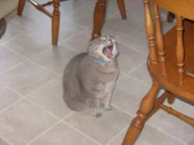 Overreacting Cat meme template