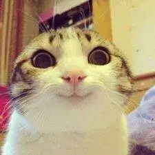 cat meme template