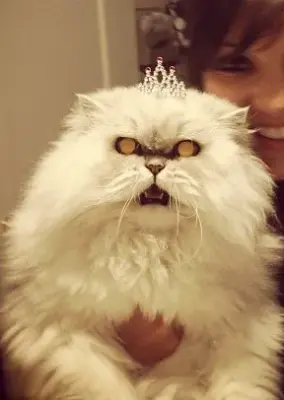 Evil cat meme template