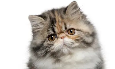 Pussy Slaying Cat meme template