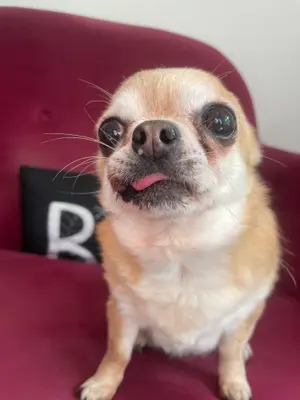 THERE ARE NO MEAN DOGS ONLY BAD OWNERS - LET ME INTRODUCE YOU TO UDA meme template
