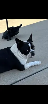 THE LOOK YOU GIVE YOU 
PARENTS WHEN THEY
SAY NO BUT YOU ARE THEI BOSS meme template