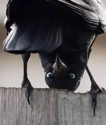 Funny crow meme template