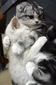 cat hugz meme template