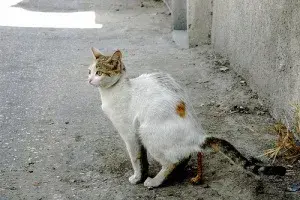 Cat Poop meme template