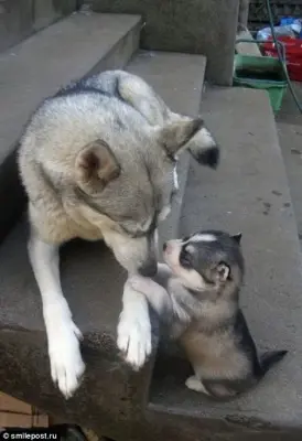 Husky meme template