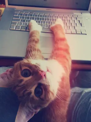 Cute cat meme template