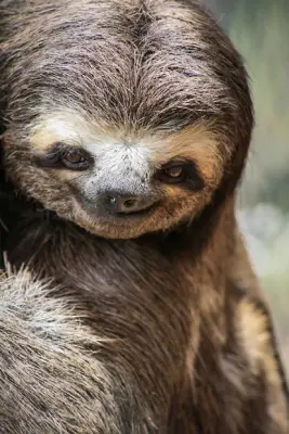 SLOTH meme template
