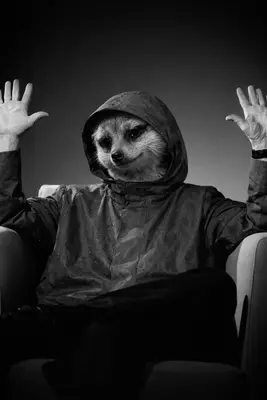 ABSOLUTE MEERKAT meme template