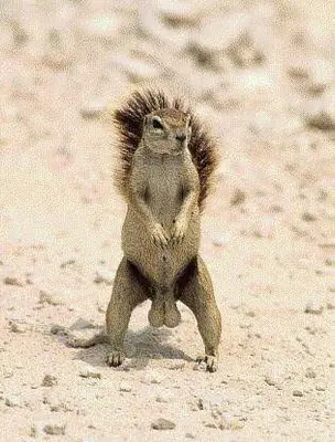 LADY, YOU’RE NUTS - AND TRUST ME, I KNOW NUTS meme template