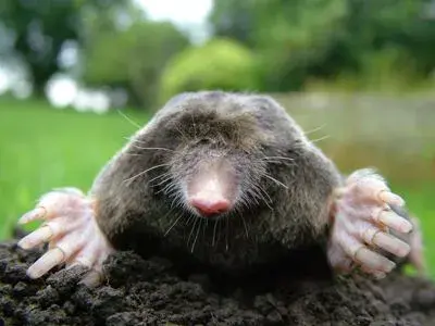 MOLE meme template