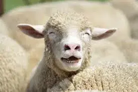 Laughing Sheep meme template
