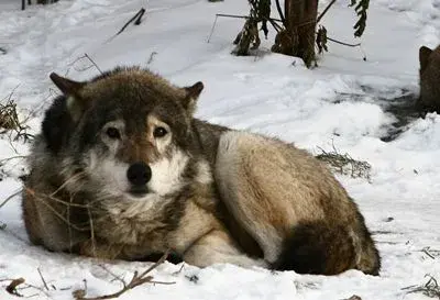 Sad wolf meme template