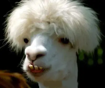 llama meme template