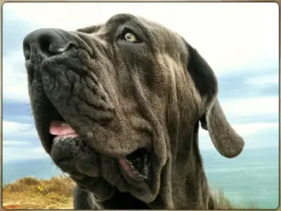 DOZER.jpg meme template