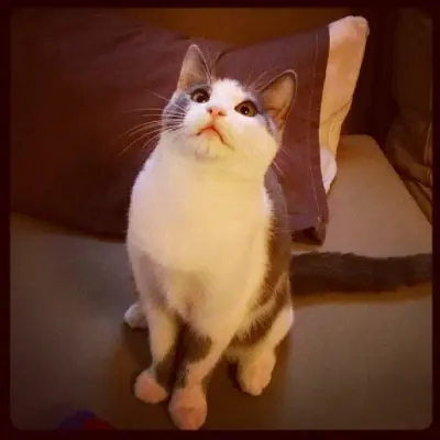 Stahp it Cat meme template
