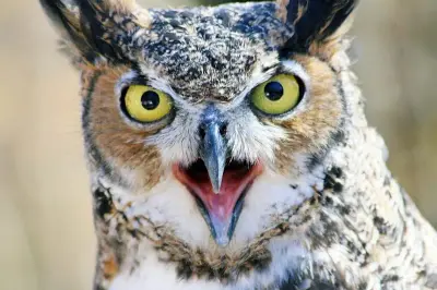 OWL meme template