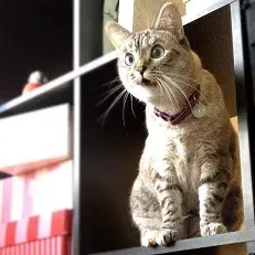 sale cat meme template
