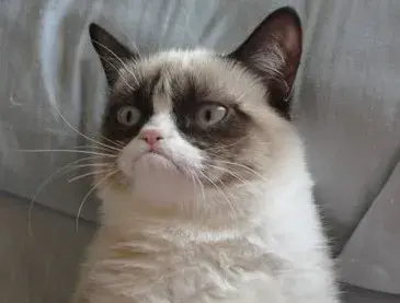 grumpy meme template