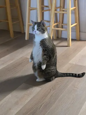 HUUH meme template