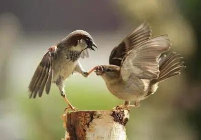 shut up!!!! stupid bird meme template