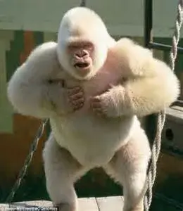 KING KONG AIN'T GOT NOTHING ON ME! meme template