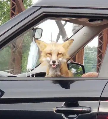 GET IN, LOSER - WE'RE GOING TO AH AH AH AH AH AH AH AH AH AH AH AH AH AH AH AH AH meme template