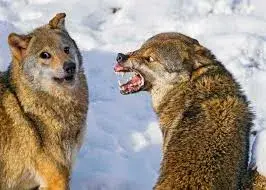 angry dogs meme template