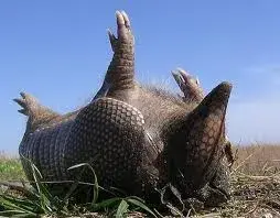 Play dead armadillo meme template