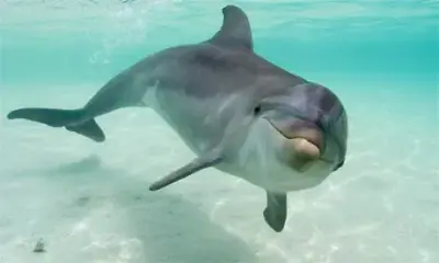 Dolphin meme template