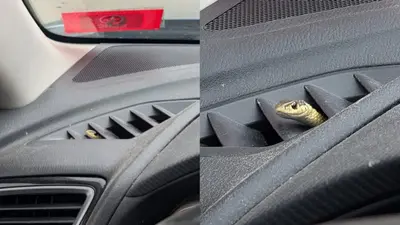 road trip snake meme template