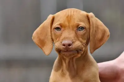 Stress meme template