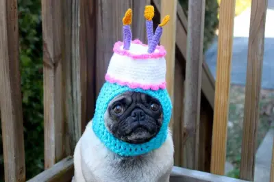 birthday pug meme template