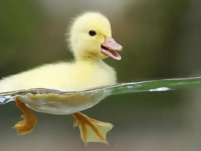 F yo Duck Face meme template