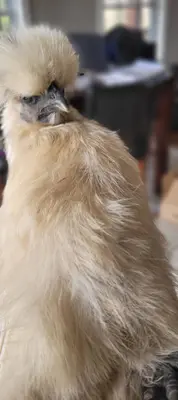 ARE YOU TALKING TO ME? meme template