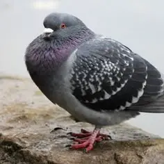 LOCAL PIGEONS REACH MAXIMUM STRENGTH AFTER CONSUMING CLASSROOM CRUMBS. meme template