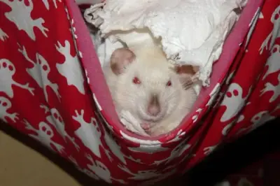 rat meme template