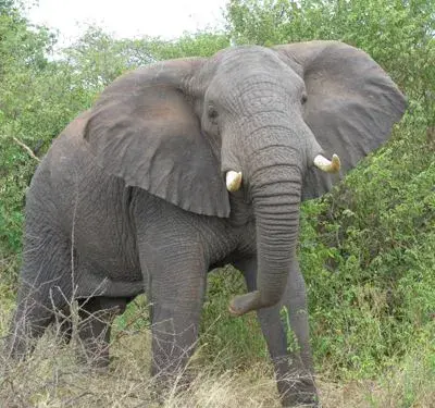 Elephant meme template