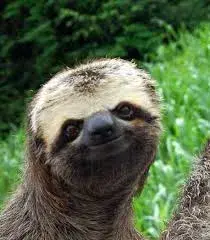 slothh.jpg meme template