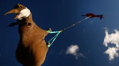 War Rhino meme template