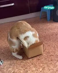 animalmem meme template