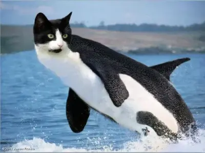 Kitty Whale meme template