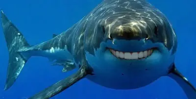 Simple Solutions Shark meme template