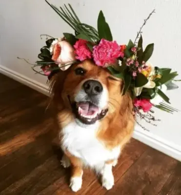 Happy Dog meme template