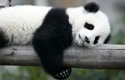 C__Data_Users_DefApps_AppData_INTERNETEXPLORER_Temp_Saved Images_panda-sleeping_1703683i.jpg meme template