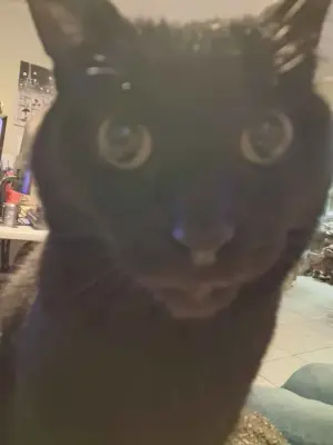 Cat meme template
