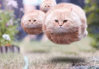 Hover cat meme template