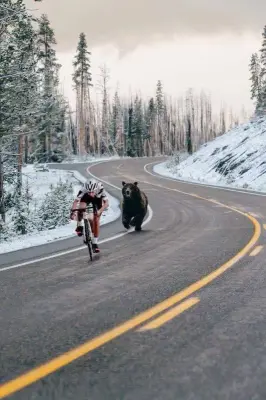 bear.jpg meme template