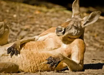 Chilled Out Kangaroo meme template